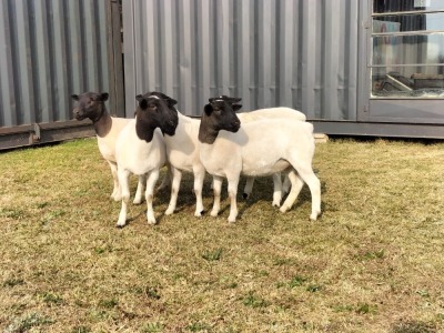 5X DORPER OOI/EWE TOP B DORPERS (Pay per animal to take all)