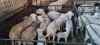 5+5X VAN ROOY X WIT DORPER OOI/EWE BOOYSEN BDY (Pay per animal to take all)