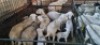 5+5X VAN ROOY X WIT DORPER OOI/EWE BOOYSEN BDY (Pay per animal to take all)