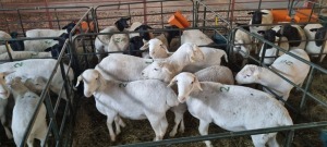 5+6X VAN ROOY X WIT DORPER OOI/EWE BOOYSEN BDY (Pay per animal to take all)