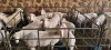 5+5X VAN ROOY X WIT DORPER OOI/EWE BOOYSEN BDY (Pay per animal to take all)