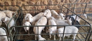 5+5X VAN ROOY X WIT DORPER OOI/EWE BOOYSEN BDY (Pay per animal to take all)