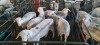 5X VAN ROOY X WIT DORPER OOI/EWE BOOYSEN BDY (Pay per animal to take all)