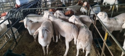 5X VAN ROOY X WIT DORPER OOI/EWE BOOYSEN BDY (Pay per animal to take all)