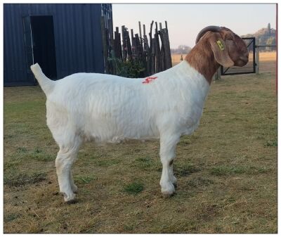 1X BOER GOAT DOE CR BOTHA BOERBOKSTOET