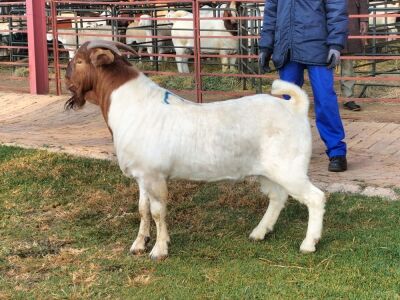 1X BOER GOAT BUCK CR BOTHA BOERBOKSTOET