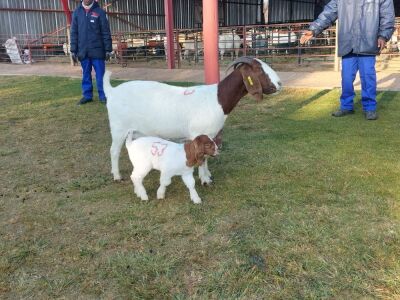 1+1X BOER GOAT DOE +KIDS CR BOTHA BOERBOKSTOET