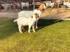 1+1X BOER GOAT DOE +KID CR BOTHA BOERBOKSTOET