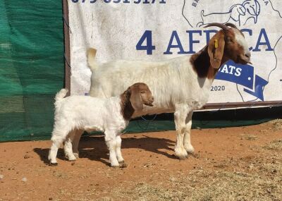 1+1X BOER GOAT DOE +KID CR BOTHA BOERBOKSTOET