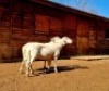 2X MEATMASTER OOI/EWE HAKUNA MATATA MEATMASTERS (Pay per Animal to take all in lot) - 3