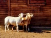 3X MEATMASTER OOI/EWE HAKUNA MATATA MEATMASTERS (Pay per Animal to take all in lot)