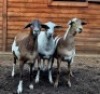 3X MEATMASTER OOI/EWE HAKUNA MATATA MEATMASTERS (Pay per Animal to take all in lot) - 6