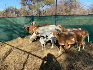 6X MEATMASTER OOI/EWE MAROELA MEATMASTERS (Pay per Animal to take all in lot)