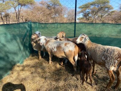 6X MEATMASTER OOI/EWE MAROELA MEATMASTERS (Pay per Animal to take all in lot)