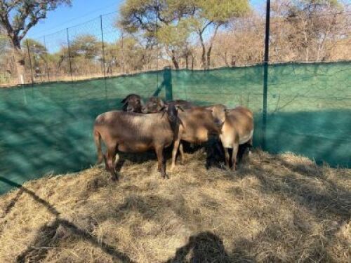 5X MEATMASTER OOI/EWE MAROELA MEATMASTERS (Pay per Animal to take all in lot)