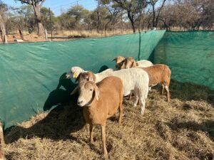 5+1X MEATMASTER OOI/EWE MAROELA MEATMASTERS (Pay per Animal to take all in lot)