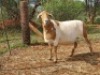 LOT 89 1X MEATMASTER OOI/EWE THABA MEATMASTERS - 5