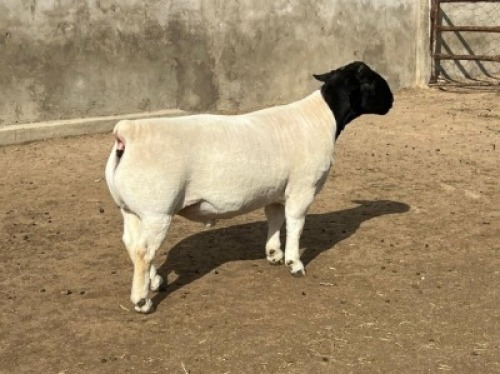 1 x DORPER RAM STUD LEROY PHILLIPS & SON DORPERS