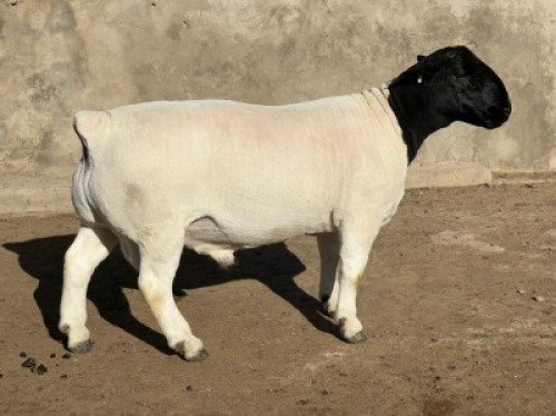 1 x DORPER RAM TYPE 5 LEROY PHILLIPS & SON DORPERS