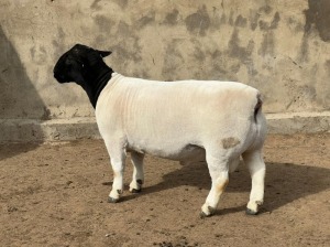 1 x DORPER RAM STUD LEROY PHILLIPS & SON DORPERS