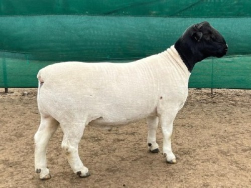 1 x DORPER RAM STUD LEROY PHILLIPS & SON DORPERS