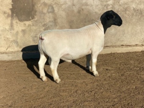 1 x DORPER RAM FLOCK LEROY PHILLIPS & SON DORPERS