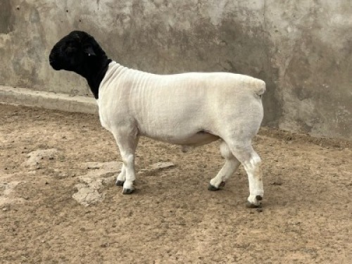 1 x DORPER RAM STUD LEROY PHILLIPS & SON DORPERS
