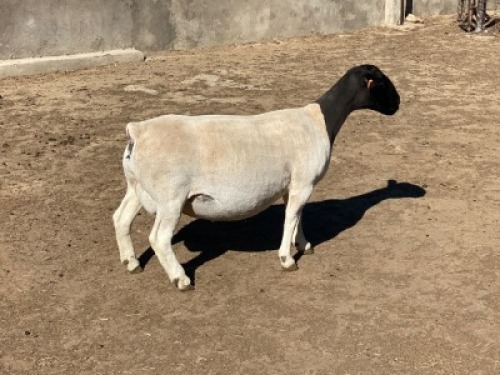 LOT 5 1 x DORPER EWE TYPE 5 LEROY PHILLIPS & SON DORPERS