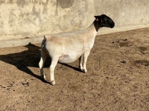 LOT 4 1 x DORPER EWE TYPE 5 LEROY PHILLIPS & SON DORPERS