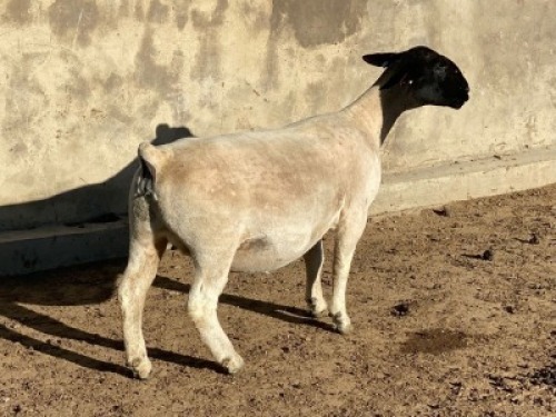 LOT 32 1 x DORPER EWE TYPE 5 LEROY PHILLIPS & SON DORPERS