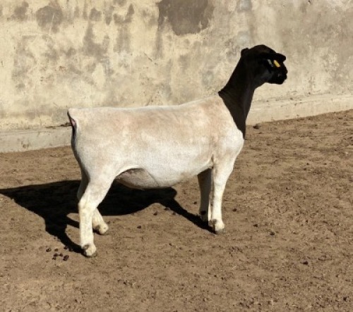 LOT 45 2 x DORPER EWE TYPE 5 LEROY PHILLIPS & SON DORPERS (Pay per piece to takte the lot)