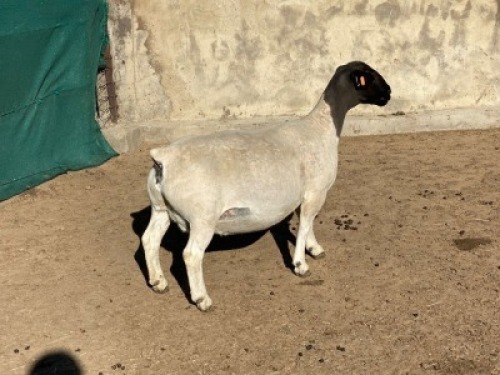 LOT 20 1 x DORPER EWE TYPE 5 LEROY PHILLIPS & SON DORPERS