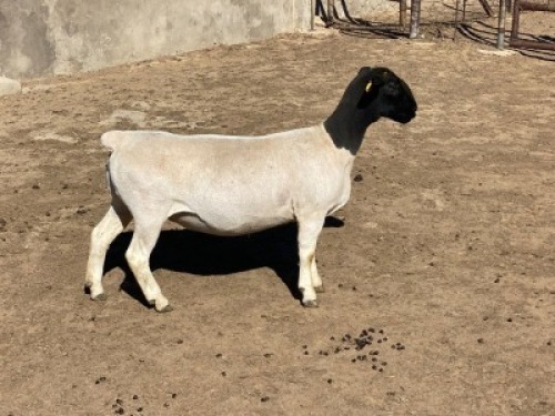 LOT 46 2 x DORPER EWE TYPE 5 LEROY PHILLIPS & SON DORPERS (Pay per piece to take the lot)