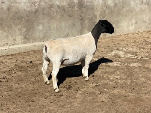 LOT 47 2 x DORPER EWE TYPE 5 LEROY PHILLIPS & SON DORPERS (Pay per animal to take the lot)