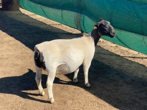 LOT 58 1 x DORPER EWE FLOCK LEROY PHILLIPS & SON DORPERS