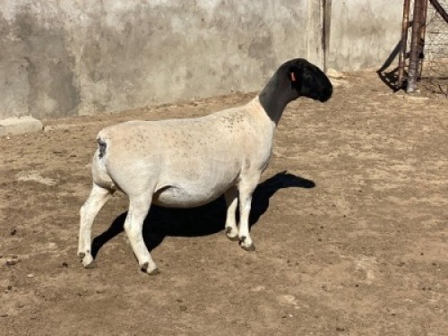 LOT 59 1 x DORPER EWE FLOCK LEROY PHILLIPS & SON DORPERS