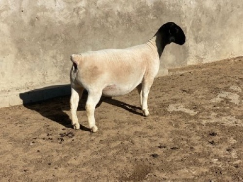 LOT 57 2 x DORPER EWE FLOCK LEROY PHILLIPS & SON DORPERS(Pay per animal to take the lot)