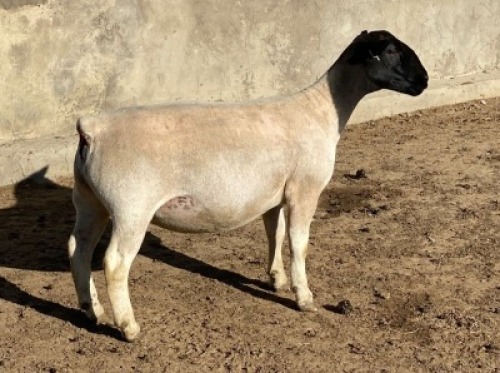 LOT 44 1 x DORPER EWE TYPE 5 LEROY PHILLIPS & SON DORPERS