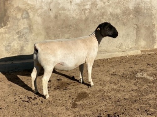 LOT 31 1 x DORPER EWE TYPE 5 LEROY PHILLIPS & SON DORPERS