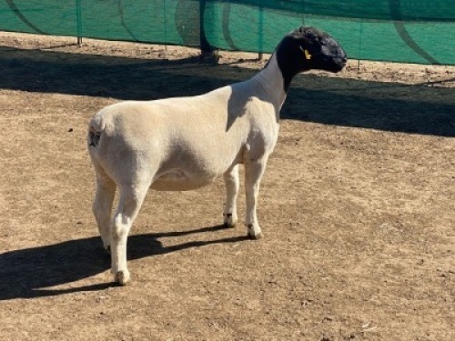 LOT 30 1 x DORPER EWE TYPE 5 LEROY PHILLIPS & SON DORPERS