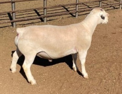 1 x WHITE DORPER RAM TYPE 5 ASHLEY PHILLIPS