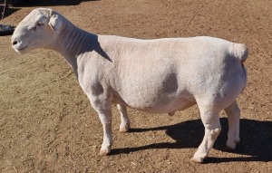 1 x WHITE DORPER RAM TYPE 5 ASHLEY PHILLIPS