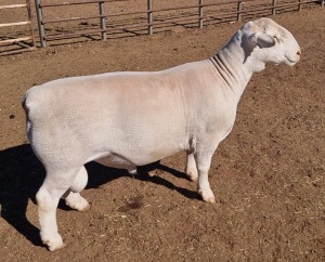 1 x WHITE DORPER RAM STUD ASHLEY PHILLIPS