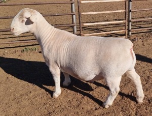 1 x WHITE DORPER RAM STUD ASHLEY PHILLIPS