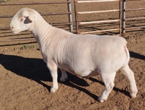 1 x WHITE DORPER RAM STUD ASHLEY PHILLIPS