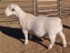1 x WHITE DORPER RAM STUD ASHLEY PHILLIPS