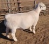 1 x WHITE DORPER RAM STUD ASHLEY PHILLIPS - 2