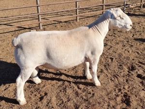 1 x WHITE DORPER RAM STUD ASHLEY PHILLIPS