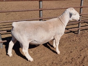 1 x WHITE DORPER RAM STUD ASHLEY PHILLIPS