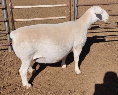 LOT 14 1 x WHITE DORPER EWE TYPE 5 ASHLEY PHILLIPS